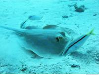 red sea bluespotted ribbontail ray Taeniura lymma 4